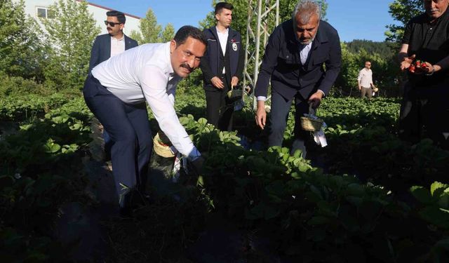 Lezzetiyle damaklarda tat bırakan çilekte 10 bin 900 ton rekolte bekleniyor
