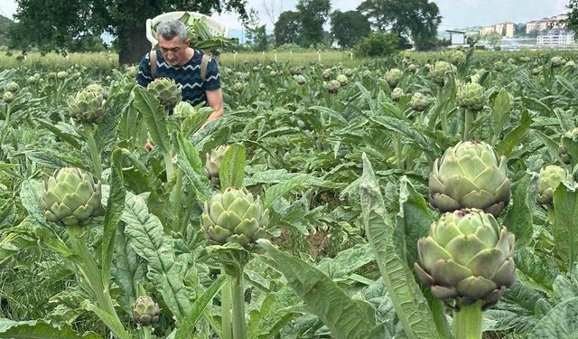 Milyonlarca liralık konutların arasında tarımsal üretim mücadelesi