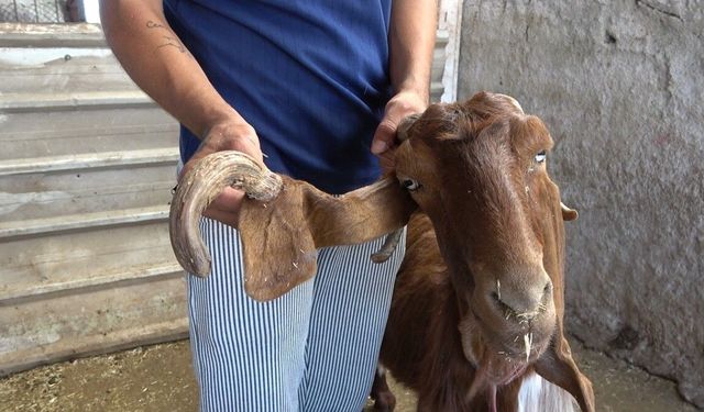 Osmaniye'de kulağından boynuz çıkan keçi ilgi odağı oldu