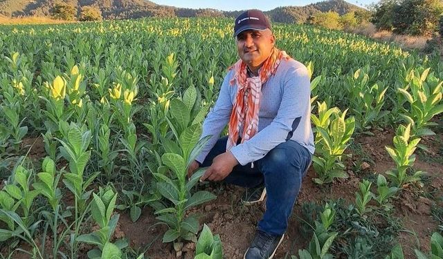 Sarıgöl'de tütün kırımı başladı
