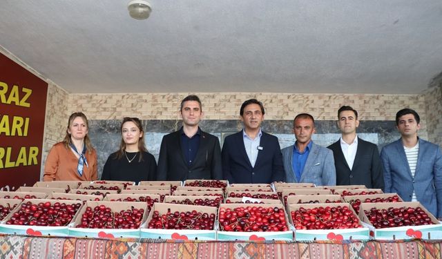 Selendi'de kirazın en iyisi seçildi