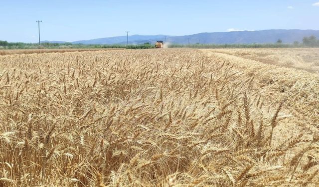 Söke Ovası'nda buğday hasadı heyecanı sürüyor
