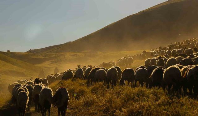 Tatvan'da sürülerin tozlu yayla yolculuğu eşsiz manzaralar oluşturdu