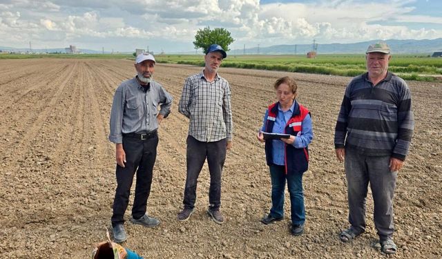 Turşuluk lahana ve dane mısır dikim ve ekim işlemleri devam ediyor