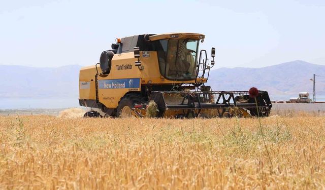 Yağışlar arpayı etkiledi: Rekoltede düşüş bekleniyor
