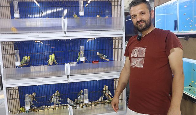 Muhabbet kuşlarına nasıl bakılmalı? Nelere dikkat edilmeli?