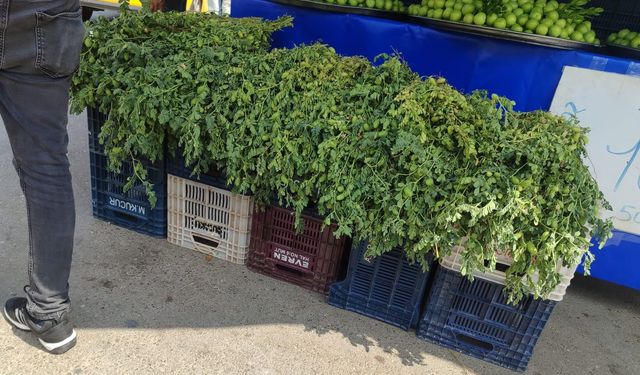 Mersin’de yeşil nohut tezgahlardaki yerini aldı