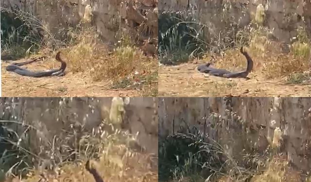 2 metrelik yılanların dansını kedi izledi