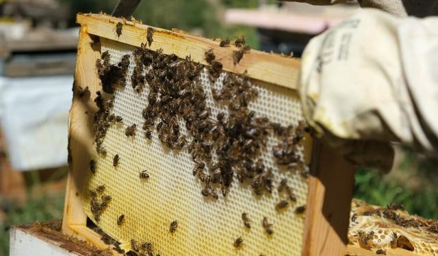 40 dereceyi gören havalarda arılar için tedbir çağrısı