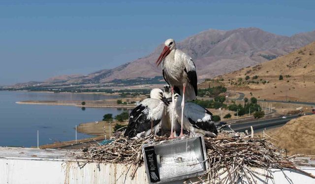 Anadolu'da leyleklerin göç hazırlığı