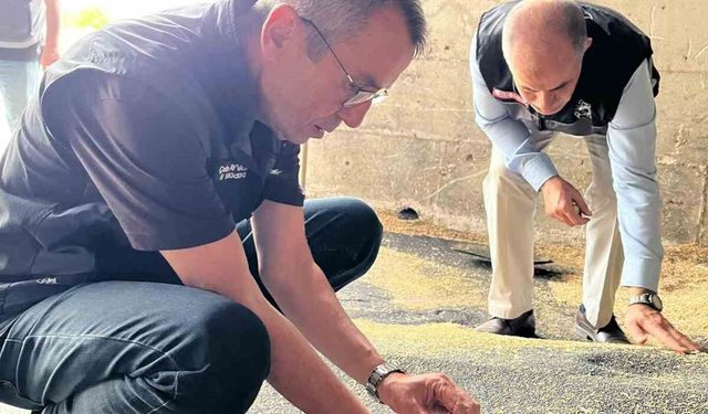 Bilecik'te kanola ve ayçiçeği alımları hız kazandı