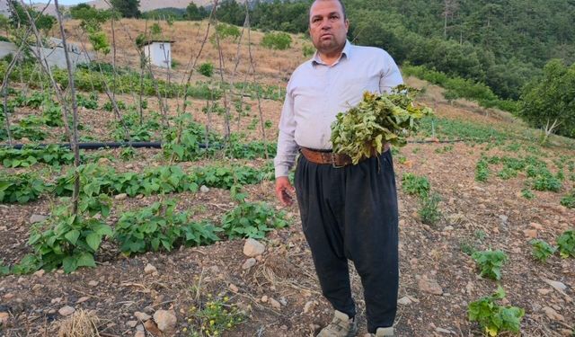 Çekirgeler üreticinin kabusu oldu