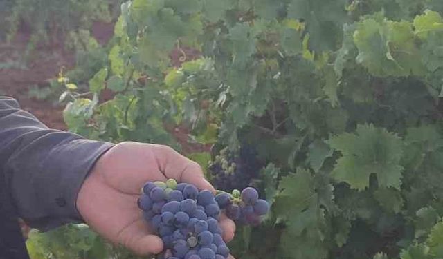 Çermik'te üzüm hasadı başladı