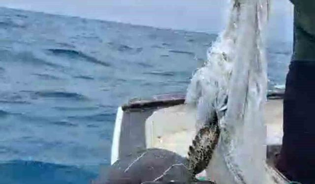 Denize atılan çuvala dolanarak hayat mücadelesi veren caretta carettayı balıkçı kurtardı