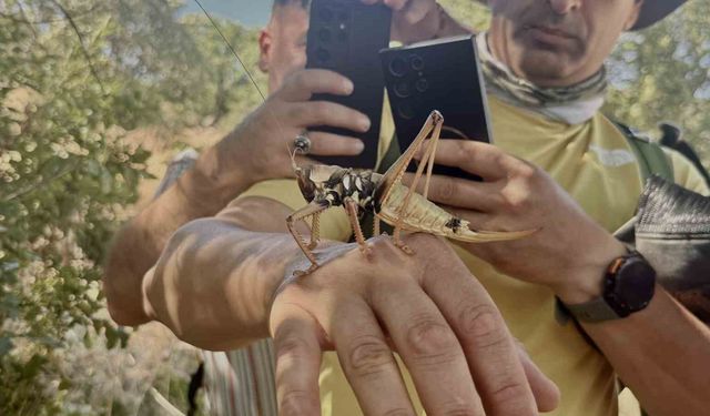 Diyarbakır'da görülen etçil çekirgeler boyutlarıyla dikkat çekti