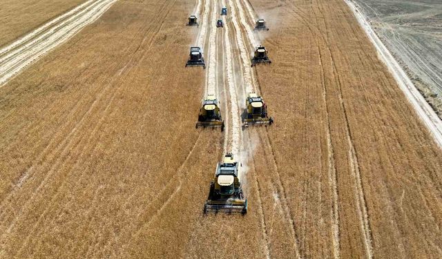 Erzincan Belediyesine ait hububat tarlalarında hasat başladı