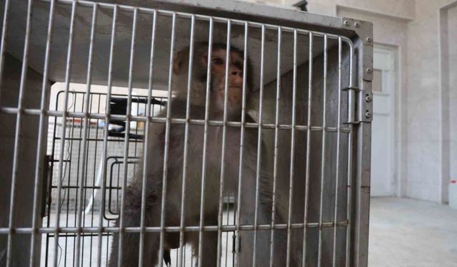 Firari maymun, ortalığı birbirine kattığı konteyner kentte kendisine ekmek vermek isteyen kadını yaraladı