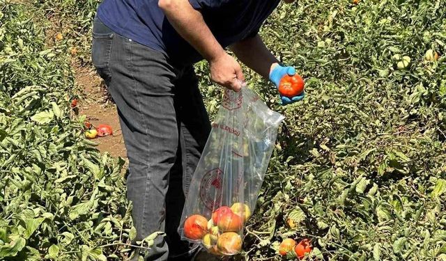 Köşk'te domateste hasat öncesi ilaç kalıntısı denetimi başladı