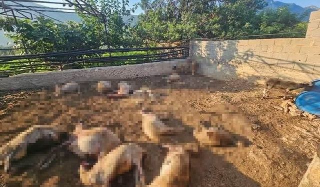 Mersin'de ağıla giren kurtlar 29 koyunu telef etti