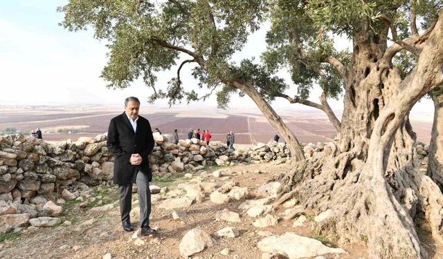 Şanlıurfa'da 1314 yıllık zeytin ağacının çevre düzenlemesi yapılıyor