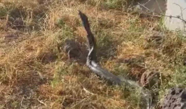 Sıcak hava devasa yılanları ortaya çıkardı