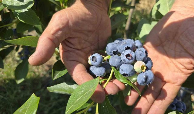 Yüzlerce ton üretim yapan çiftçi soğuk hava deposu istiyor