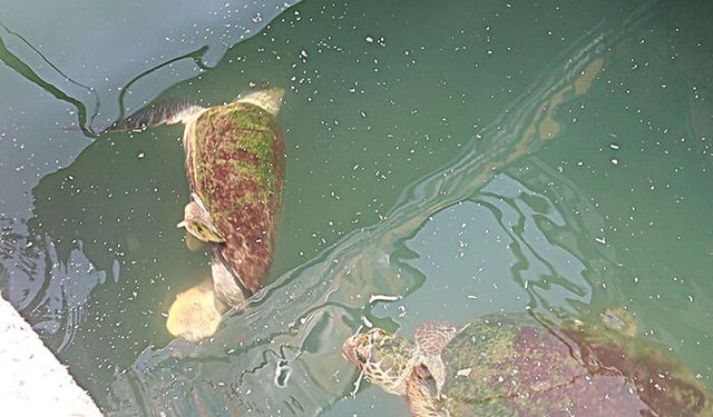 Mersin’de suda eğlenceli dakikalar: Caretta carettalar birbirilerini kovaladı
