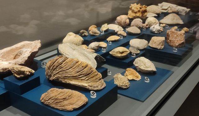 Mersin’de bulunan fosiller, Arkeoloji Müzesi’nde sergileniyor