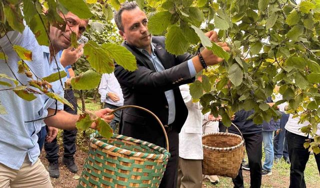 Akçakoca'da fındık bereketi
