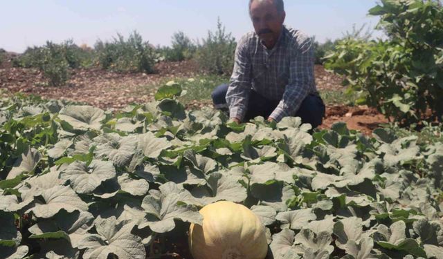 Asırlık tatlar sofralara gelmeye başladı