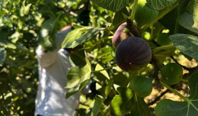 Avrupa'nın gözde meyvelerinden 'Bursa Siyahı' incirinde hasat başladı
