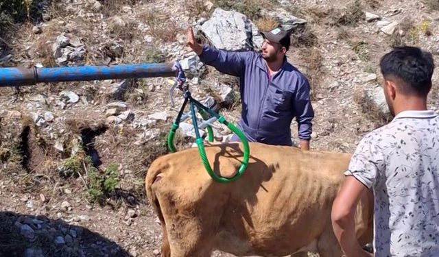Çukura düşen hamile ineği önce serinletti, sonra kurtardı