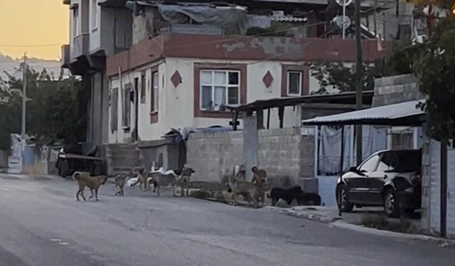 Gaziantep'te tedirgin eden görüntü: Başıboş sokak köpekleri sürü halinde