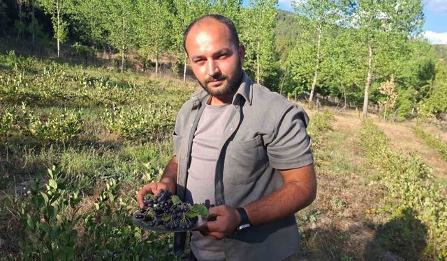 Hisarcık'ta aronya hasadı başladı