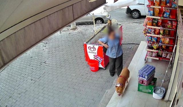 İzmir'de pitbull saldırısı: 5 çocuk annesi kadının parmağı koptu