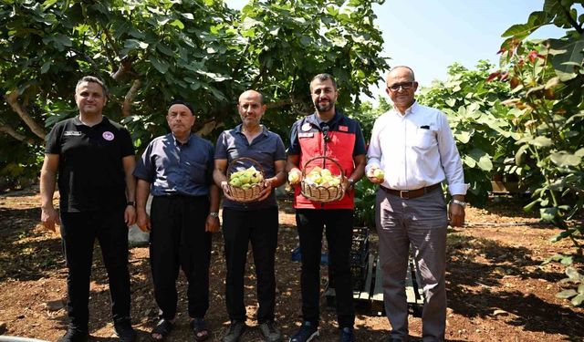 Kahramanmaraş'ta Abbas inciri hasadı