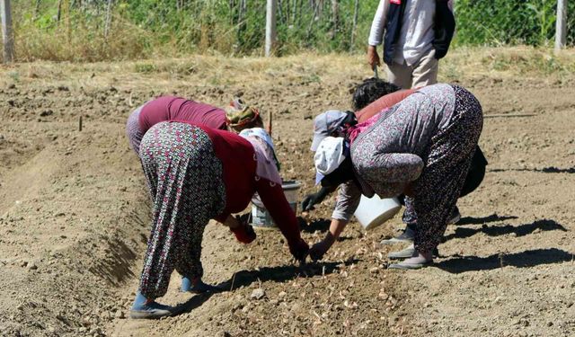 Kilosu 600 bin lira: Safranın yeni sezon dikimi başladı