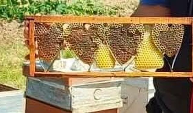 Kovan denetiminde bulunan kalp şeklindeki petek görenleri şaşırttı
