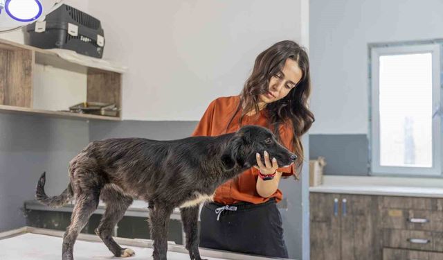Mersin'de 6 aylık tedaviyle yeniden ayağa kalkan köpek sıcak yuvasını bekliyor