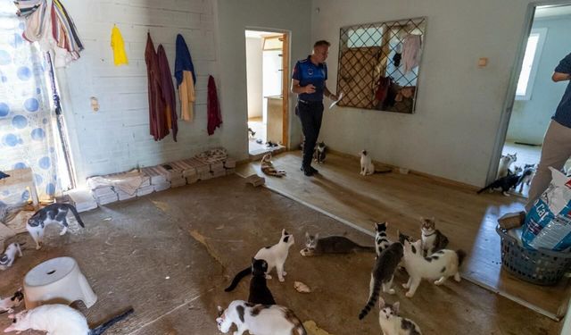Mersin'de 'çöp ev' ihbarından yaklaşık 100 kedi çıktı