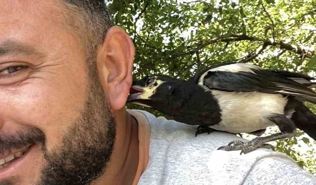 Perişan ismini verdiği saksağanı omuzundan indirmiyor