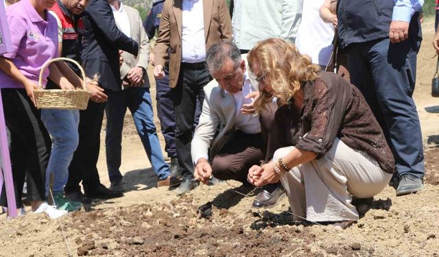 Safranova'da 7 dekarlık alana 500 kilo safran soğanı dikildi