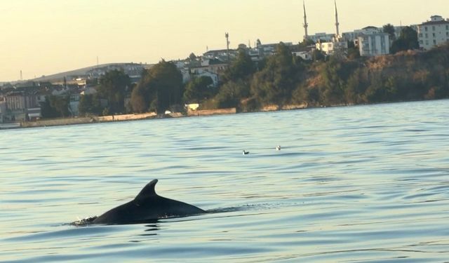 Tekirdağ açıklarında yunus balıkları görüntülendi : Yunus balıkları adeta tekne ile yarıştı