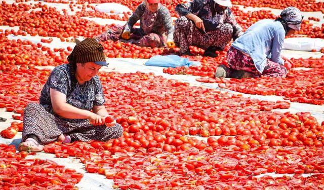 Torbalı'da 'Kırmızı Altın' mesaisi