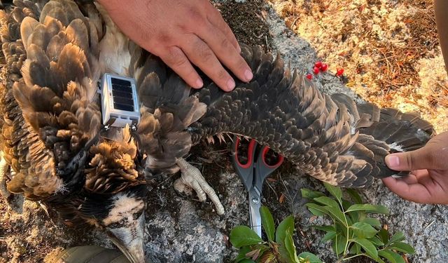 Trakya'da bir ilk: Küçük akbabalara uydu vericisi takıldı