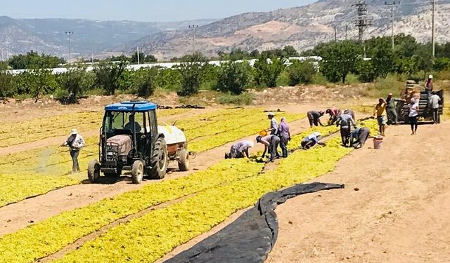 Üzüm üreticisi sezona dertli girdi