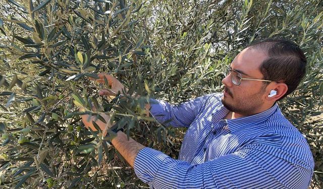 Zeytin hasadı bu yıl 20 gün erken başlayabilir
