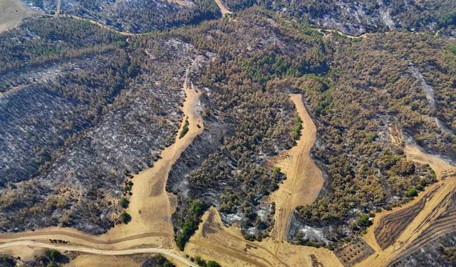 Adana'daki yangında binlerce hektar alan küle döndü