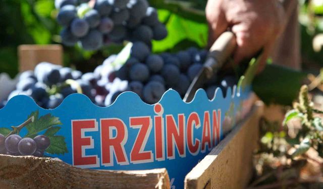 Cimin Üzümü'nde hasat yoğunlaştı, fiyat 75 liraya geriledi