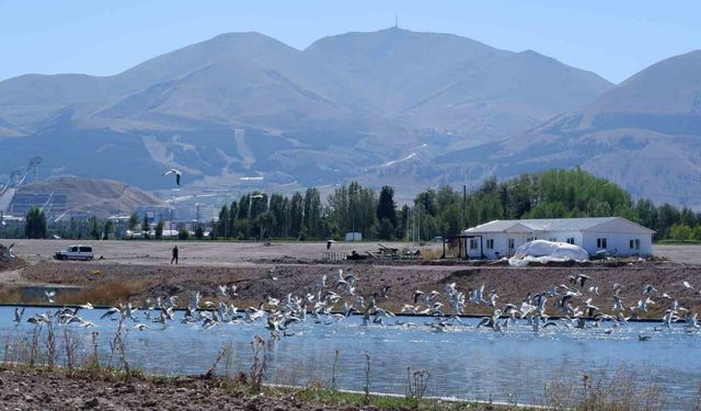 Dalgaların kuşu martılar, denize kıyısı olmayan Erzurum'a misafir oldu
